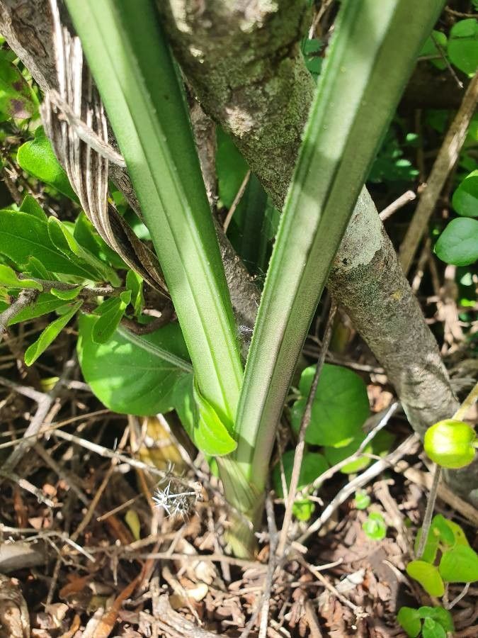 Sansevieria suffruticosa — search result for 'Malawi'