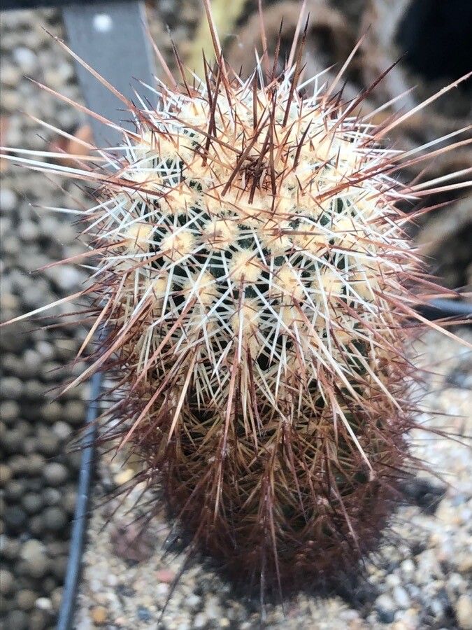 Echinocereus fasciculatus — search result for 'Echinocereus'