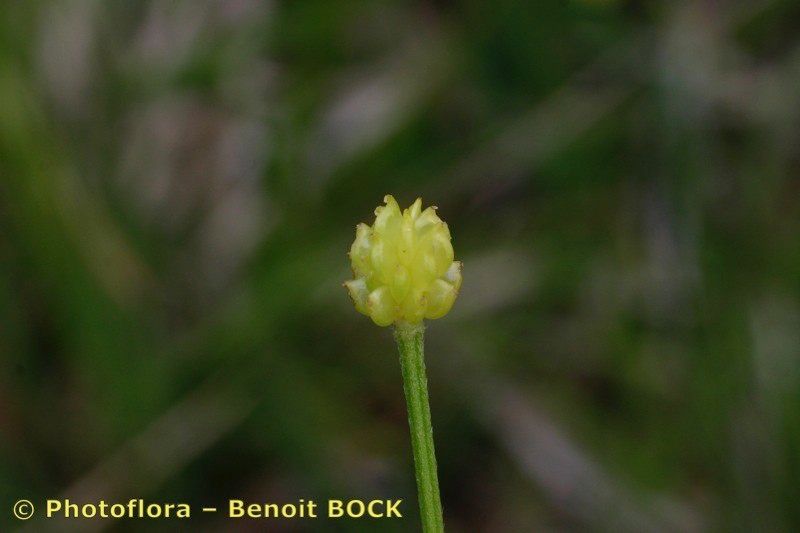 Ranunculus × polyanthemoides fruit