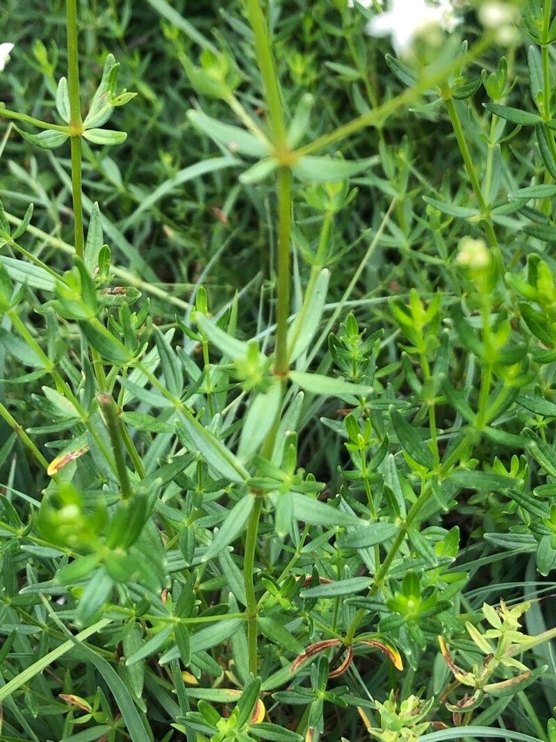 Galium boreale — search result for 'Subarctic regions of North America'