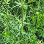 Galium boreale