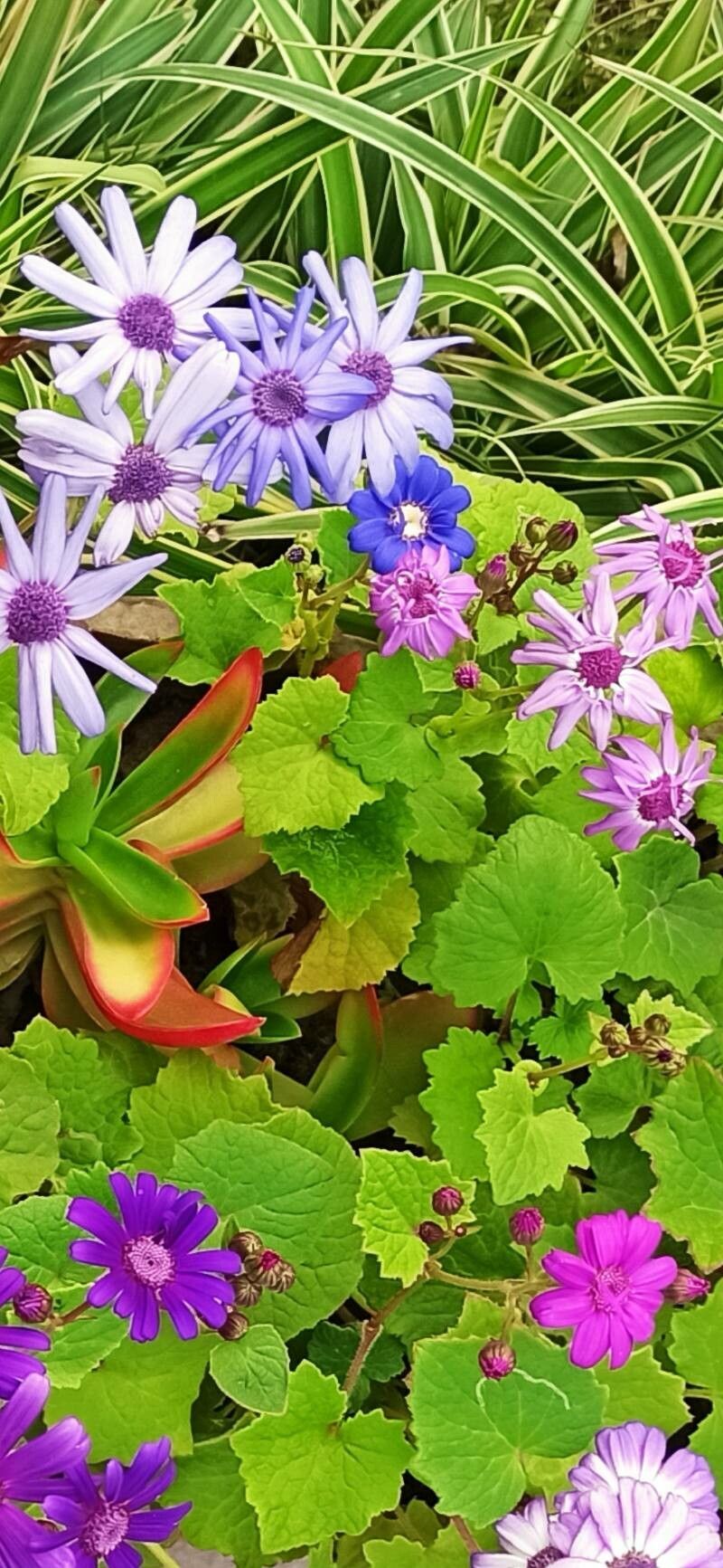 Cineraria abyssinica — related species from the same genus