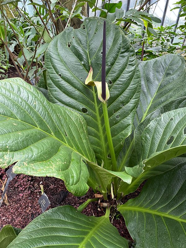 Anthurium bonplandii leaf