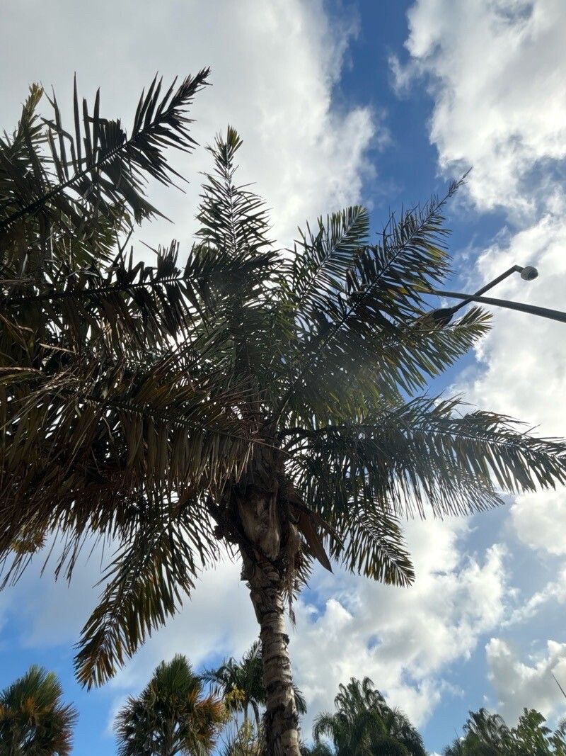 Allagoptera caudescens — related species from the same genus