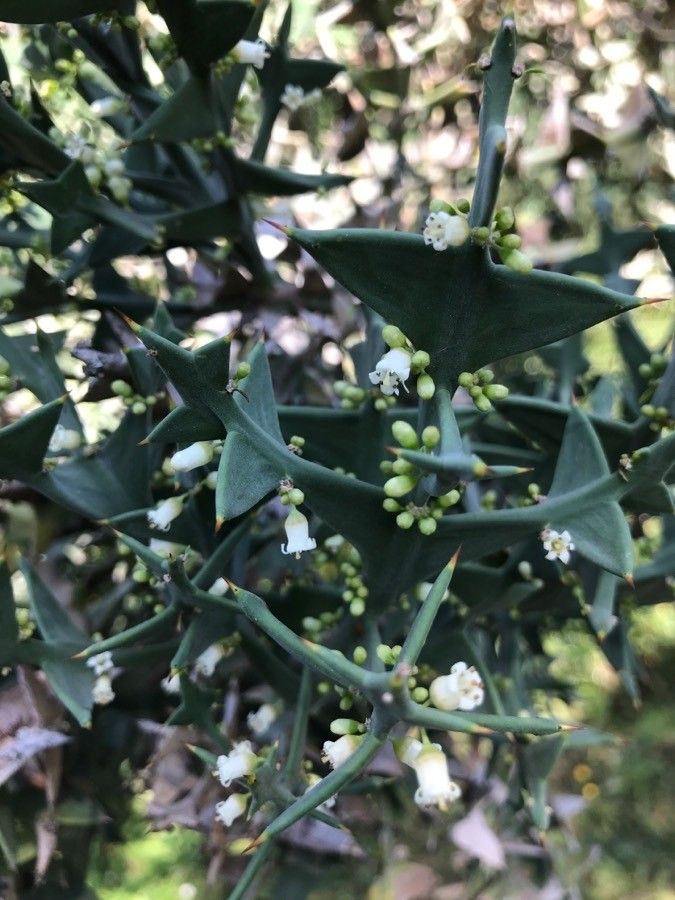Colletia cruciata leaf