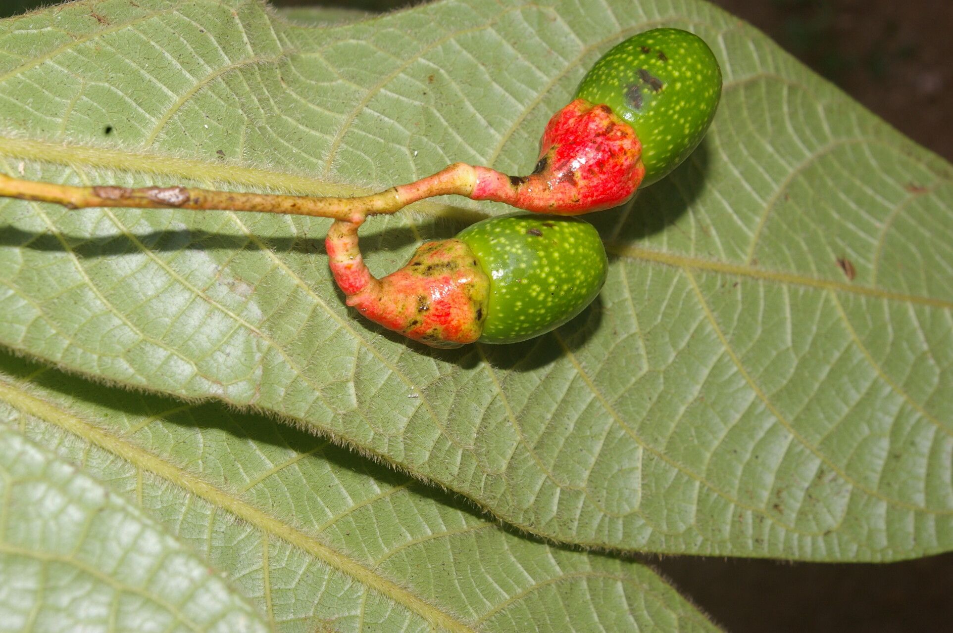 Ocotea helicterifolia fruit