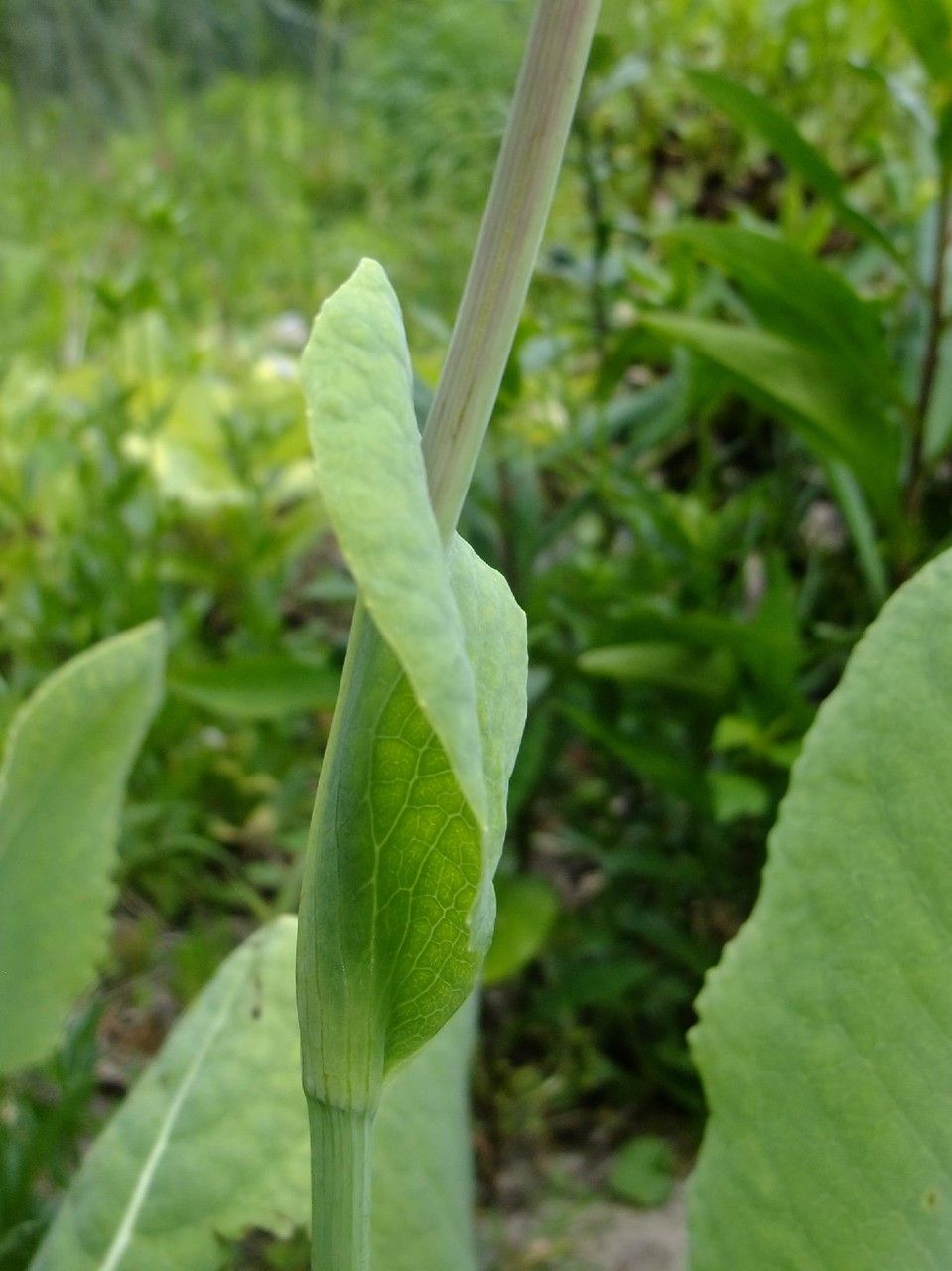 Ligularia taquetii — search result for 'Ligularia'