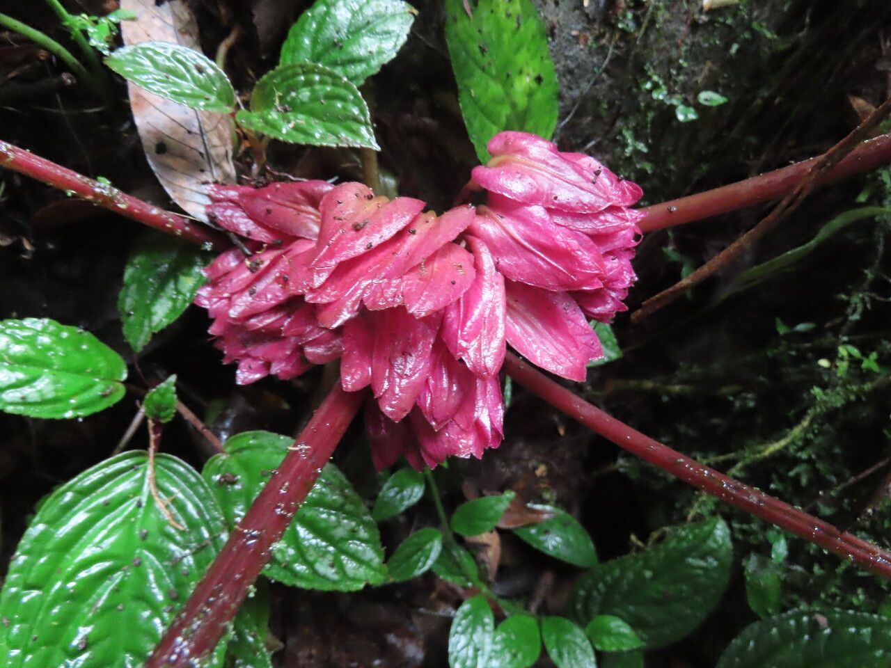 Drymonia turrialvae fruit