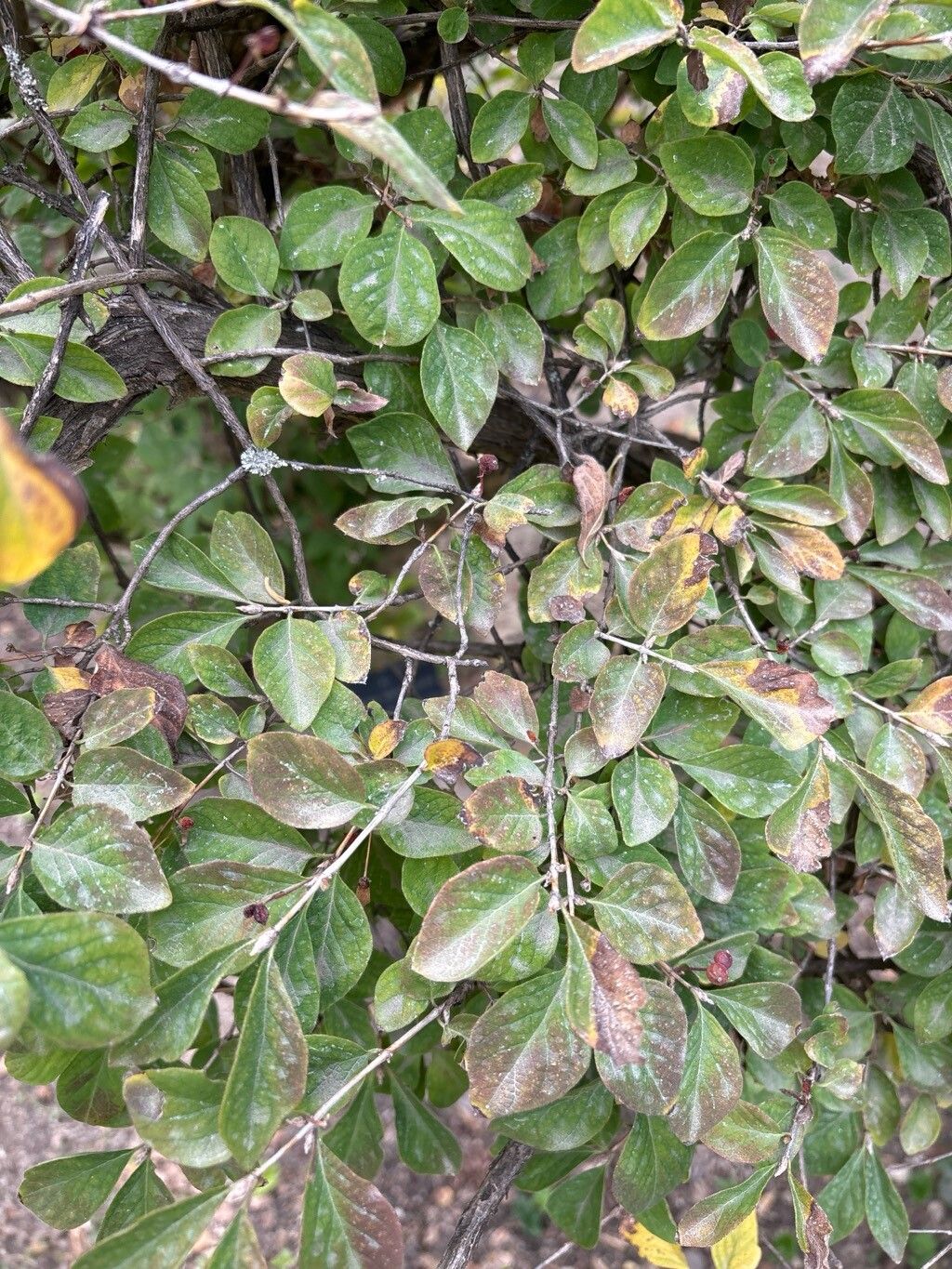 Lonicera ramosissima leaf