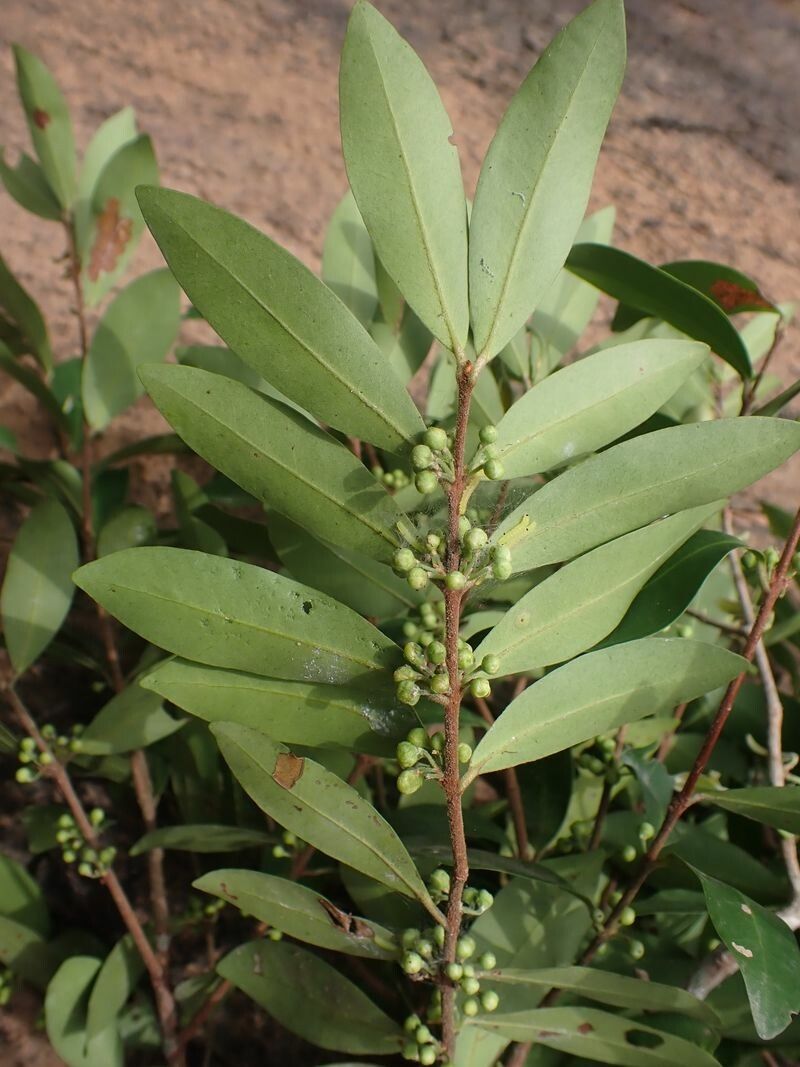 Eugenia ancorifera leaf