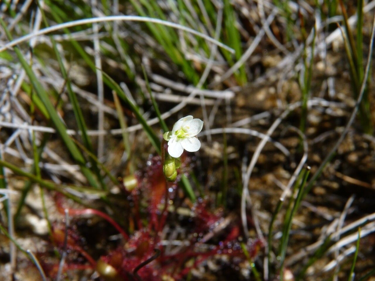 Drosera longifolia flower