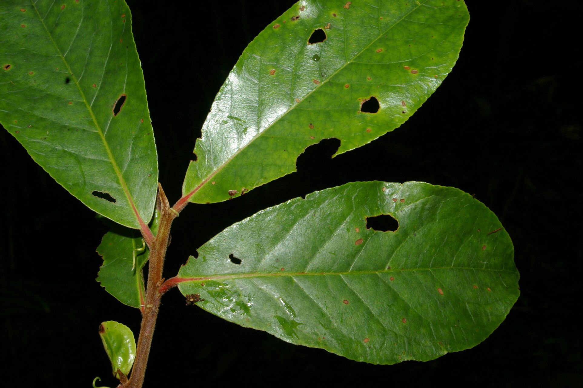 Symplocos serrulata fruit