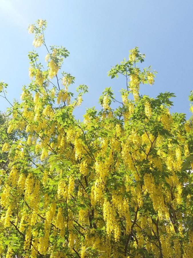 Laburnum watereri flower