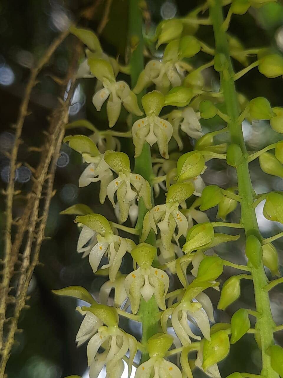 Notylia trisepala flower