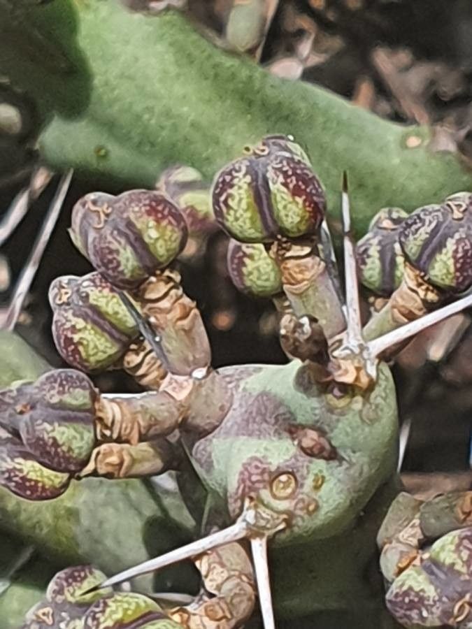 Euphorbia septentrionalis fruit