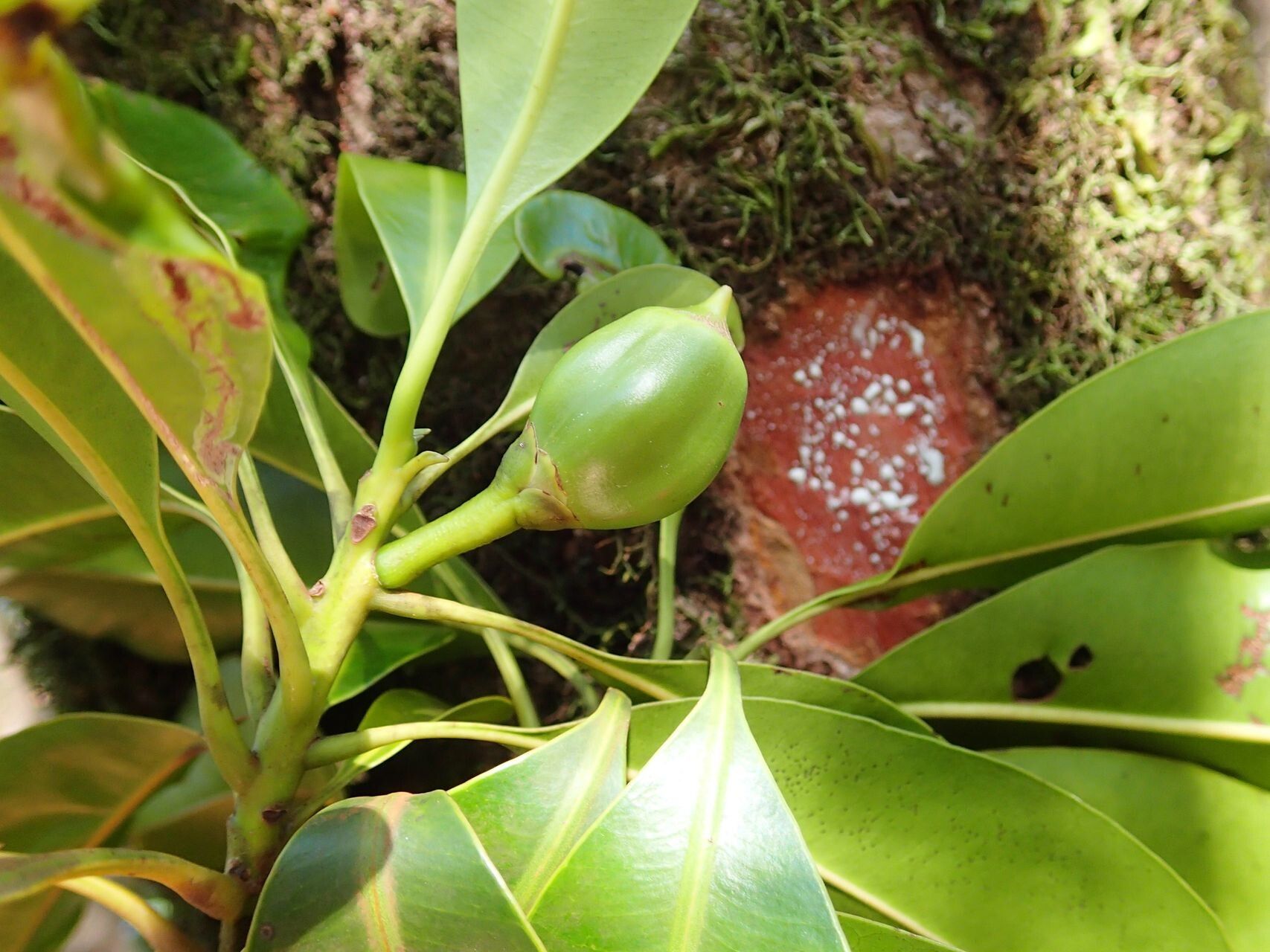 Planchonella endlicheri fruit