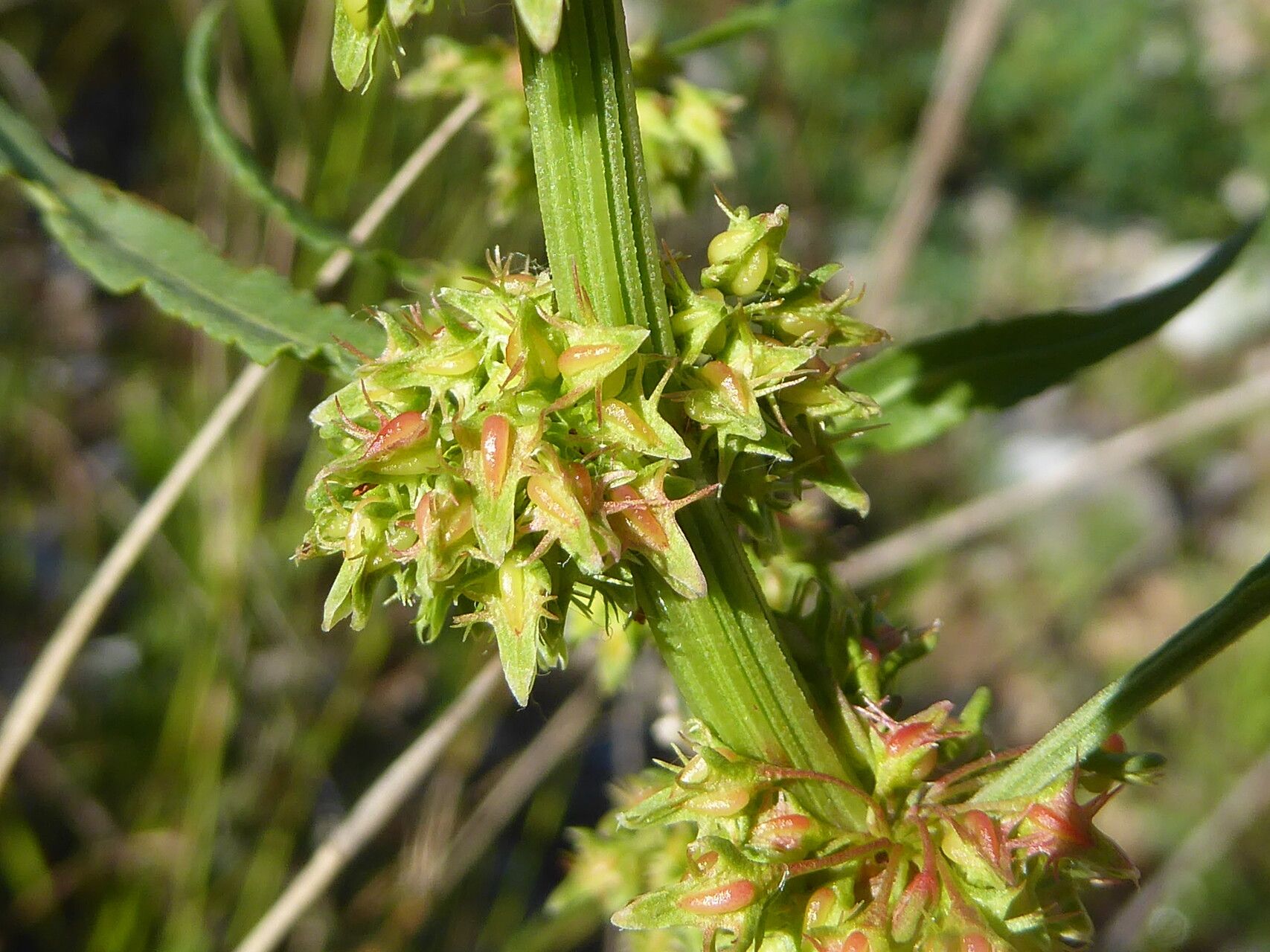 Rumex palustris fruit