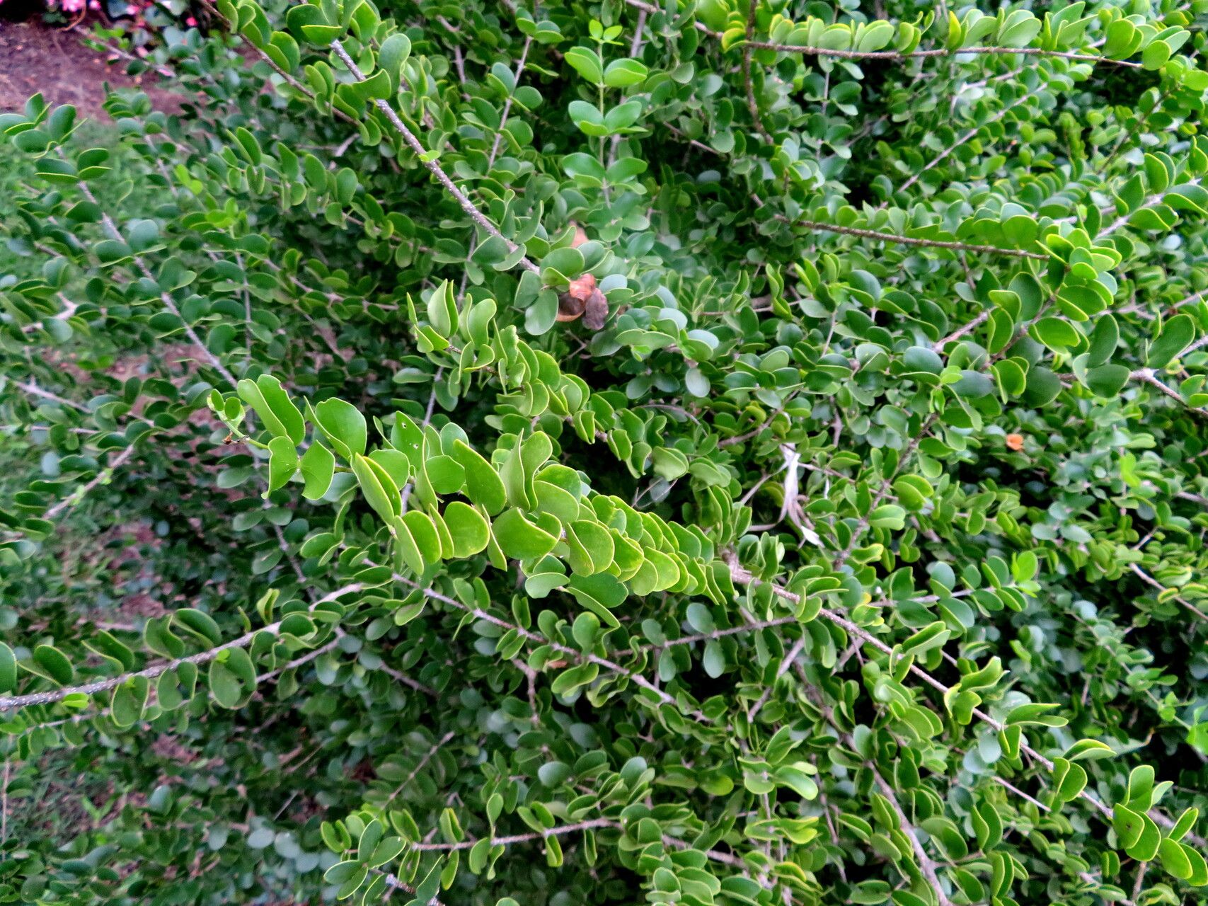 Plectrocarpa sarmientoi leaf