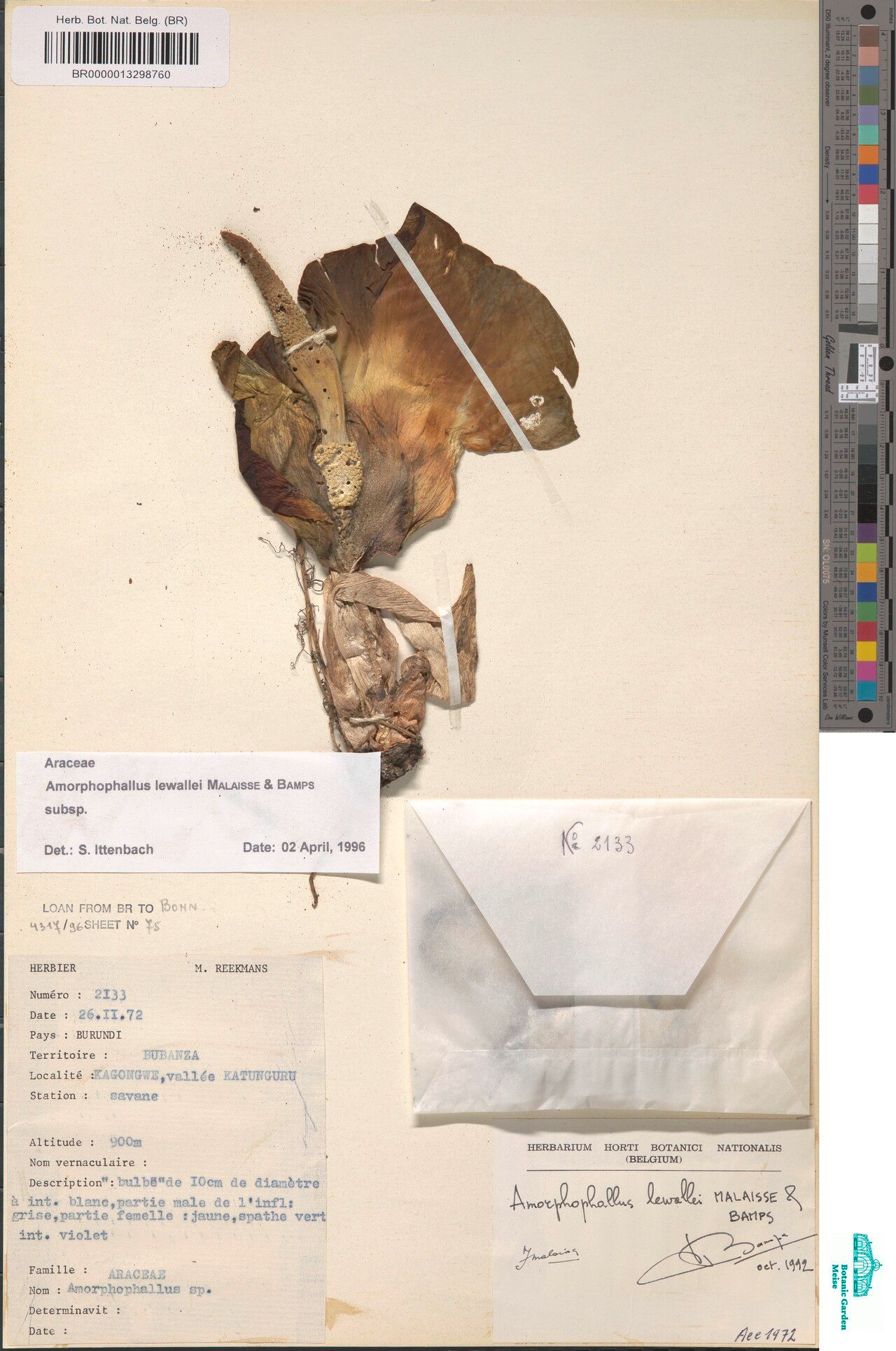 Amorphophallus lewallei — search result for 'Amorphophallus'