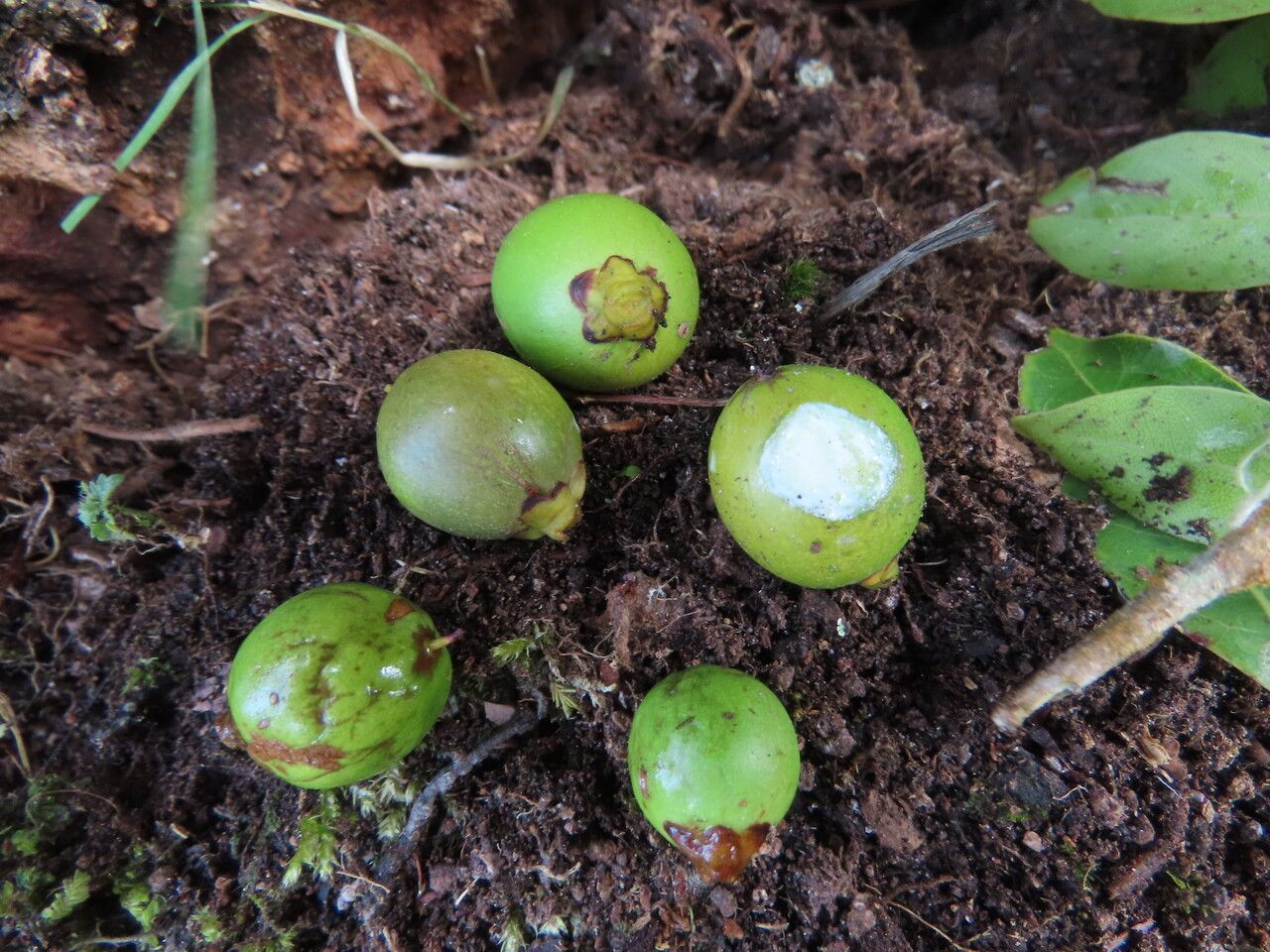 Pouteria exfoliata fruit