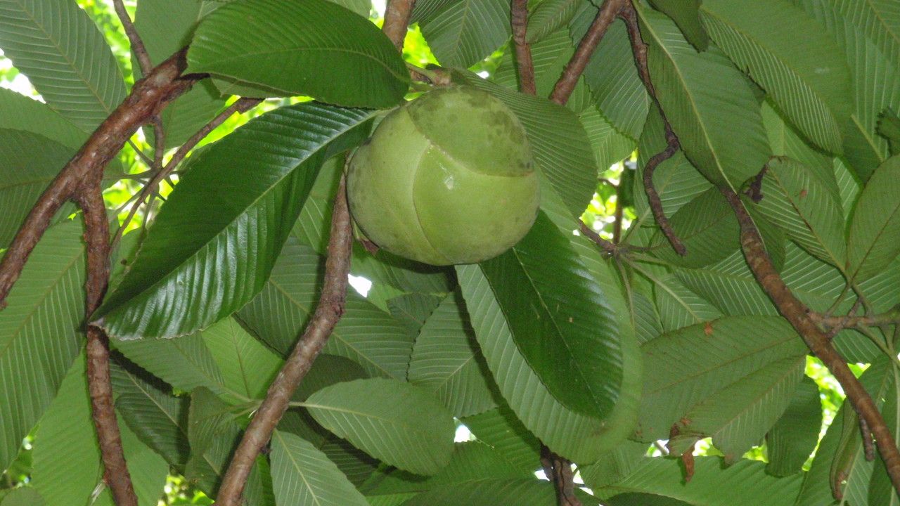Dillenia indica fruit
