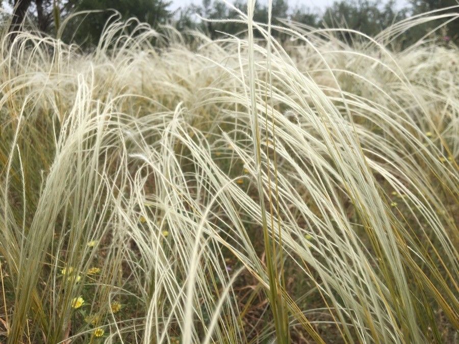 Stipa barbata flower