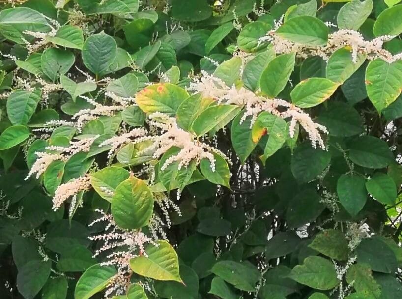 Fallopia japonica flower