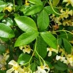 Trachelospermum asiaticum