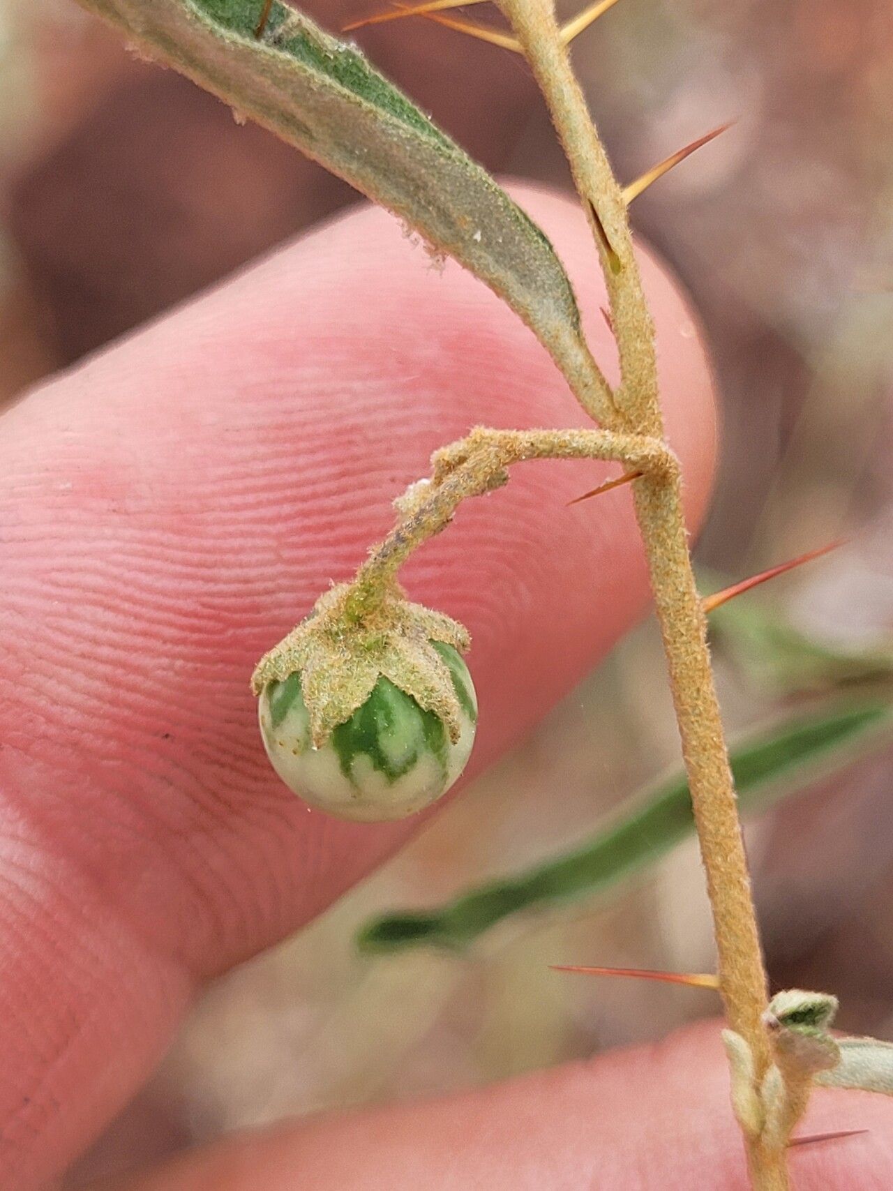 Solanum galbinum fruit