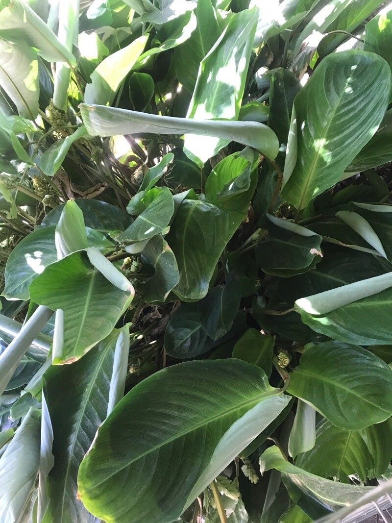 Goeppertia brasiliensis — search result for 'Goeppertia'