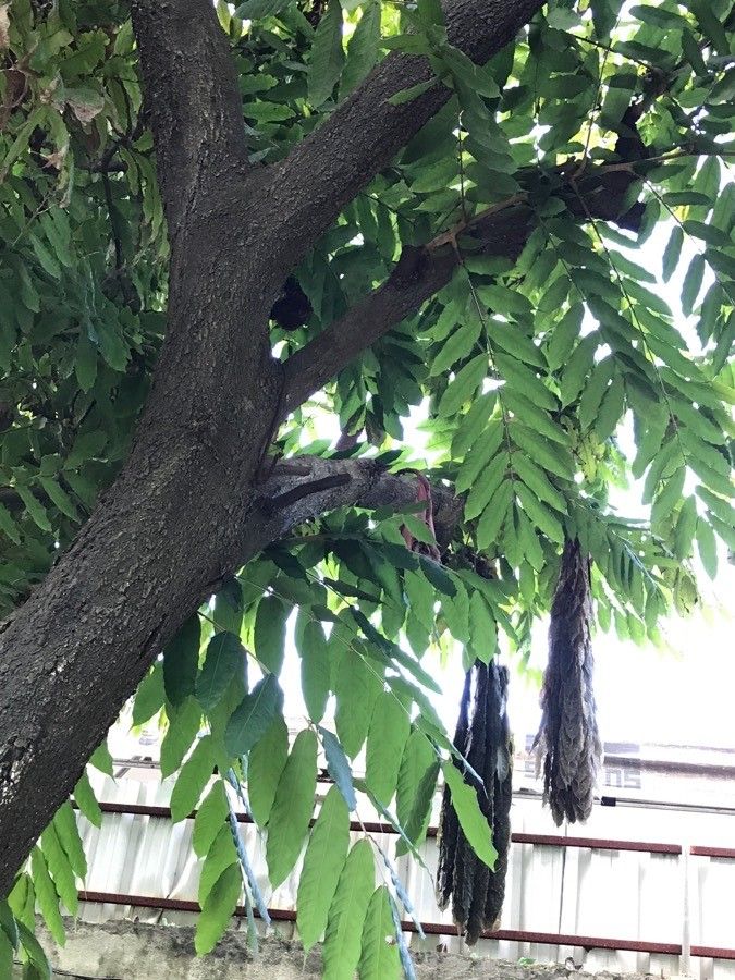 Annona purpurea bark