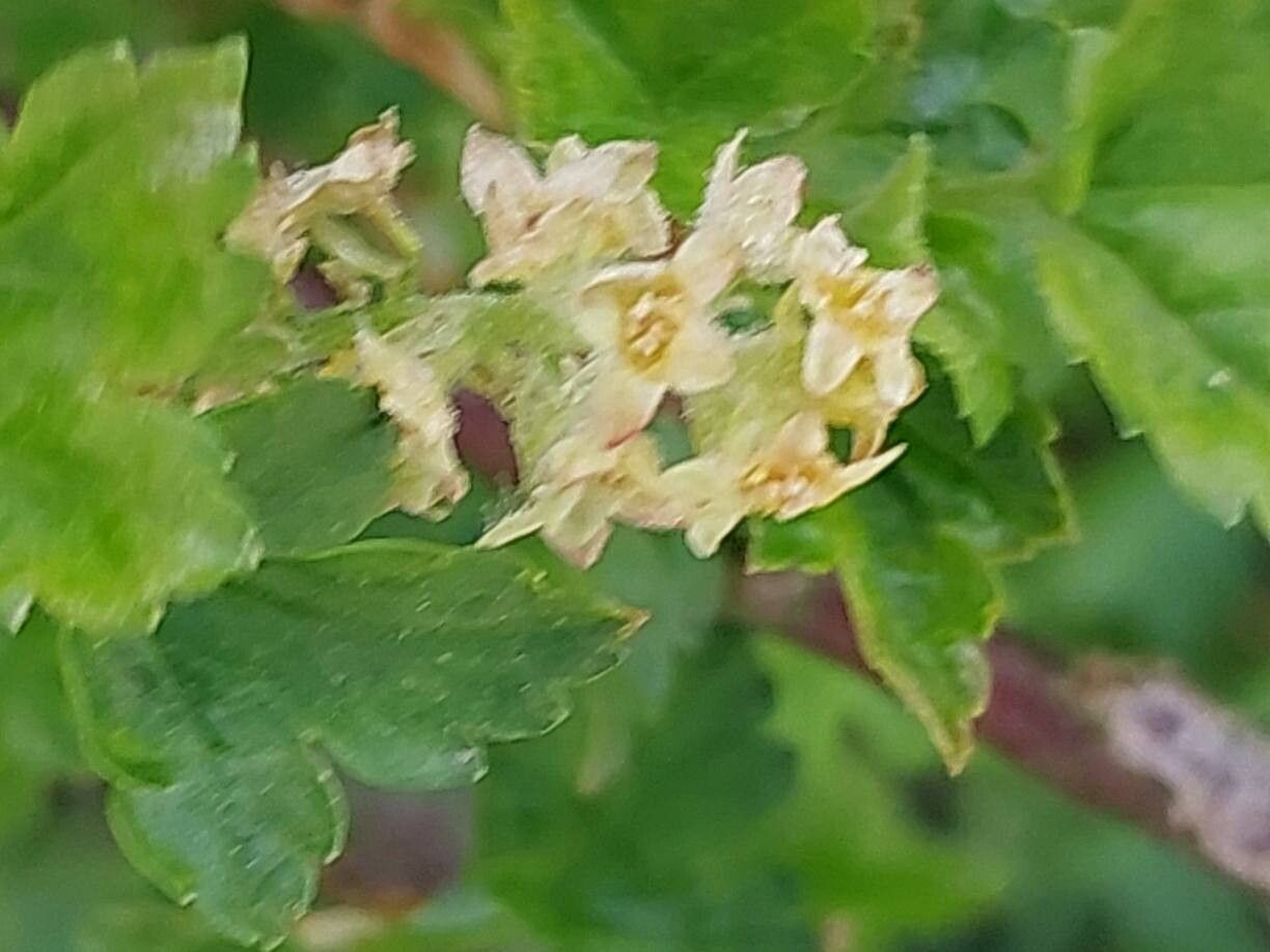 Ribes glaciale flower