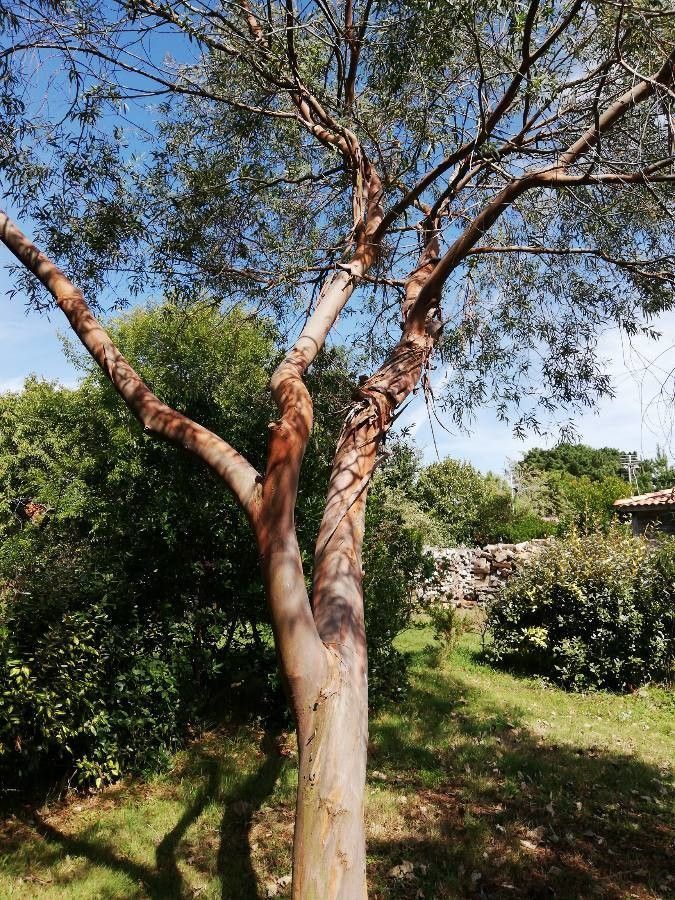 Eucalyptus acaciiformis