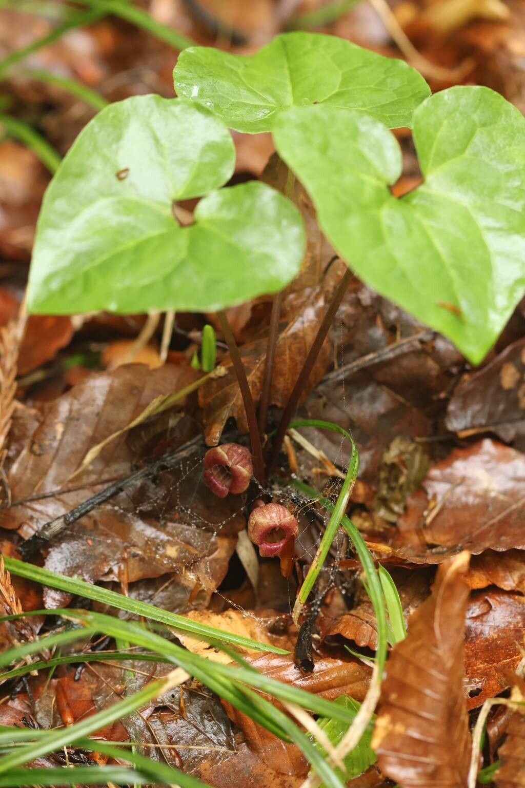 Asarum heterotropoides flower