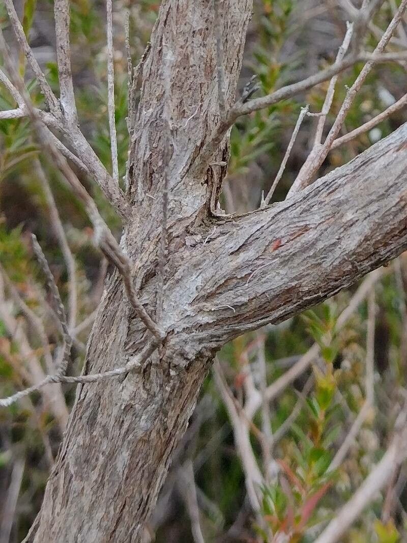 Kunzea capitata bark