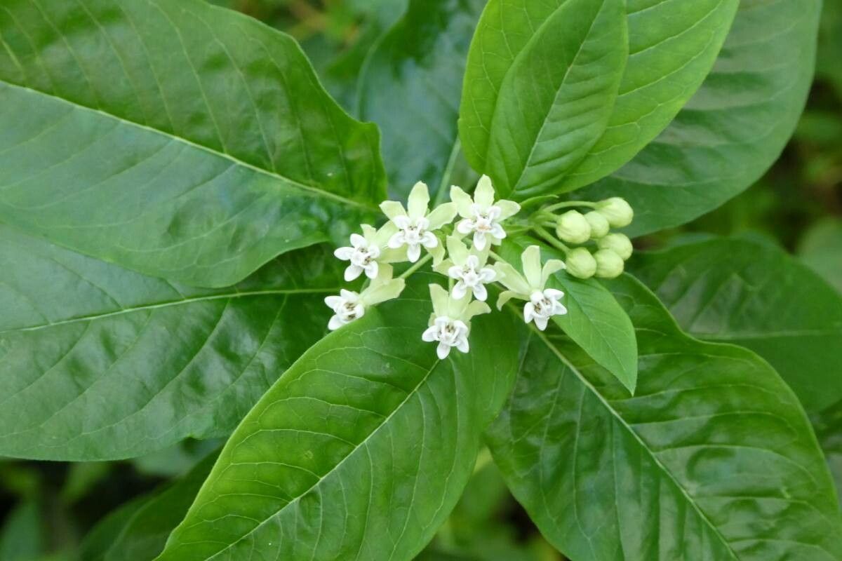 Asclepias exaltata flower