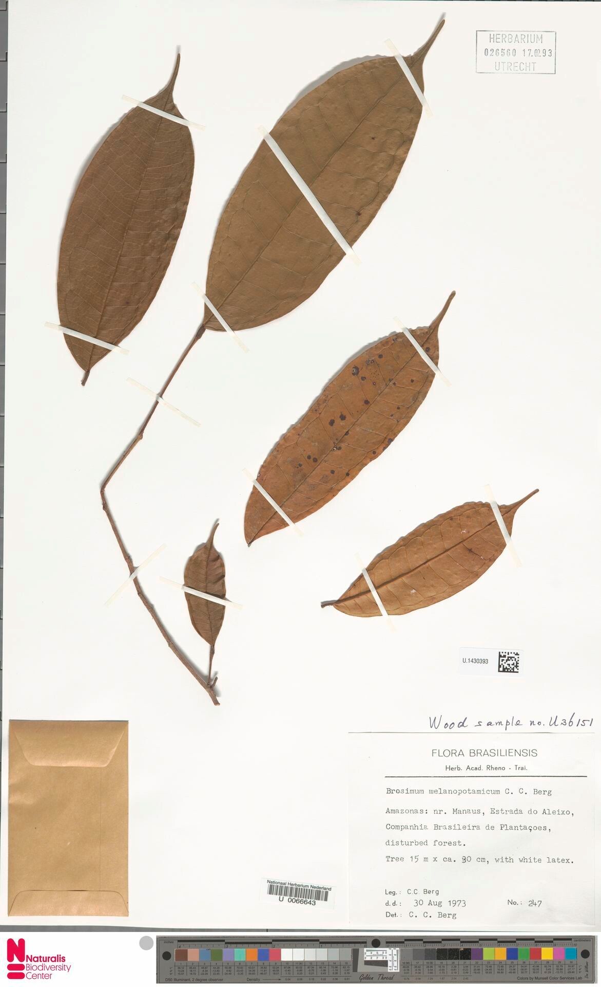 Brosimum melanopotamicum leaf