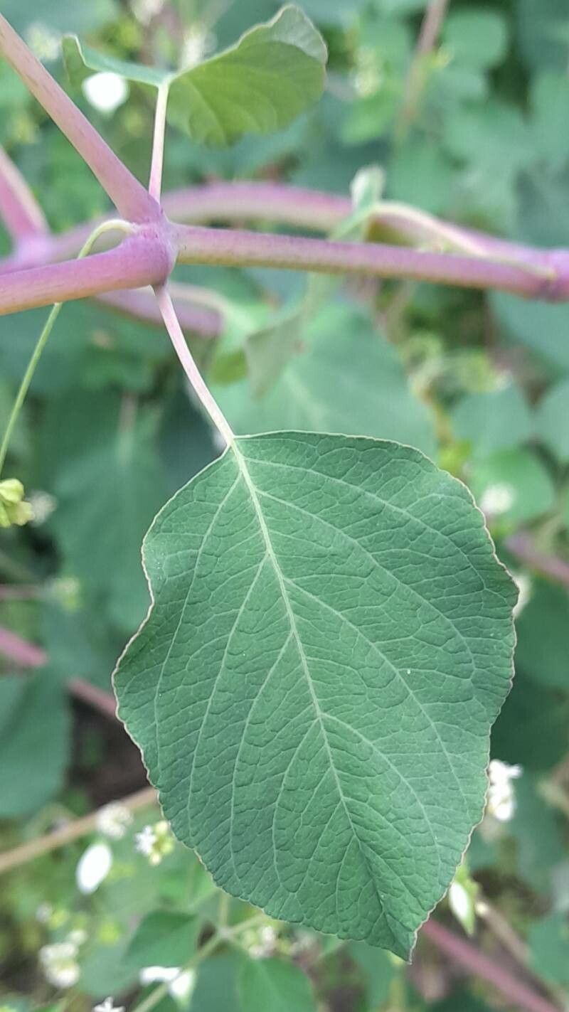 Colignonia glomerata — houseplant care guide