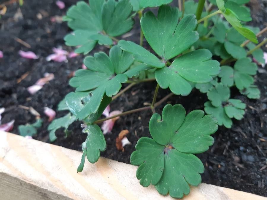 Aquilegia flabellata — search result for 'Aquilegia'