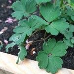 Aquilegia flabellata