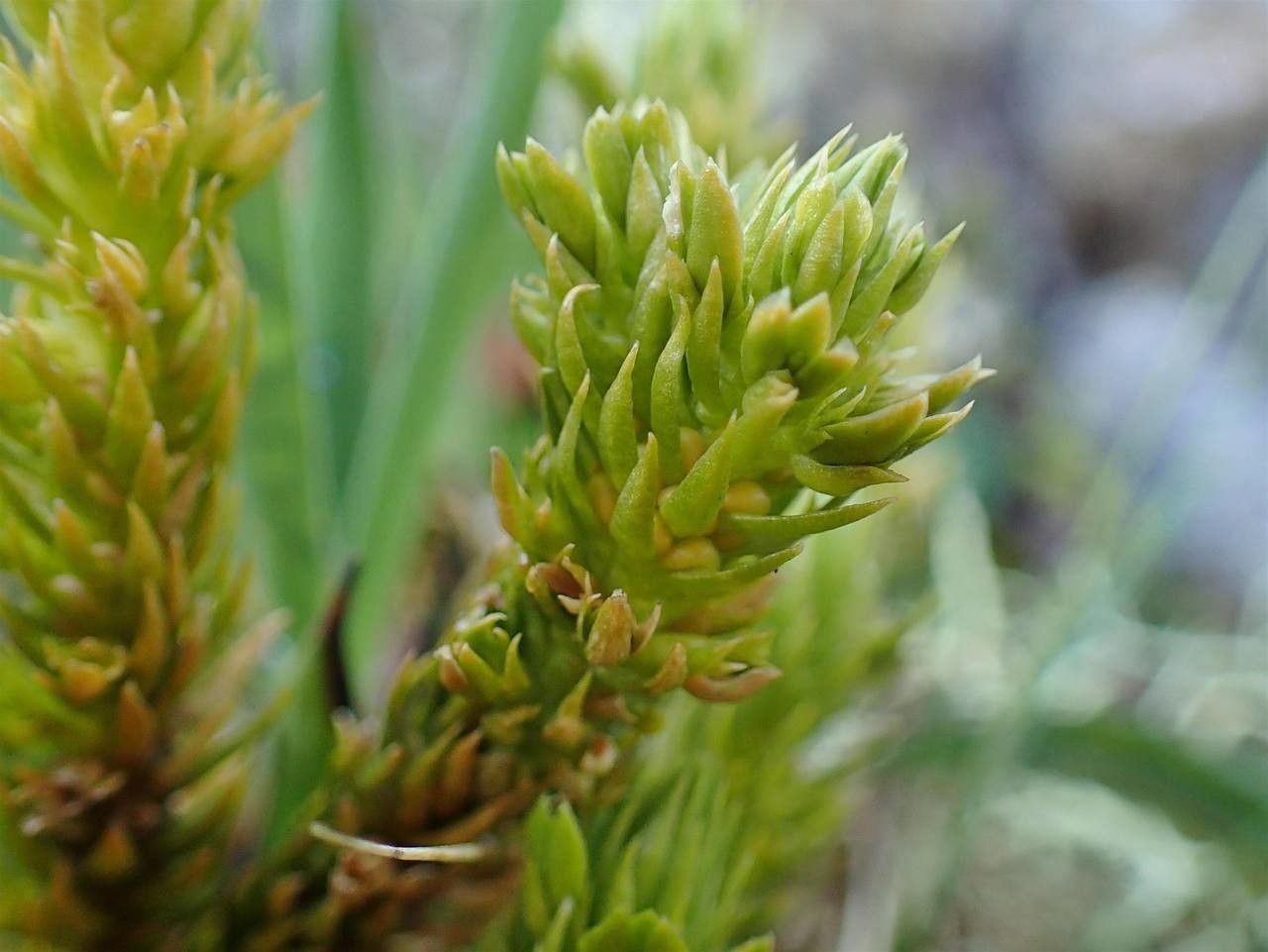 Huperzia selago fruit