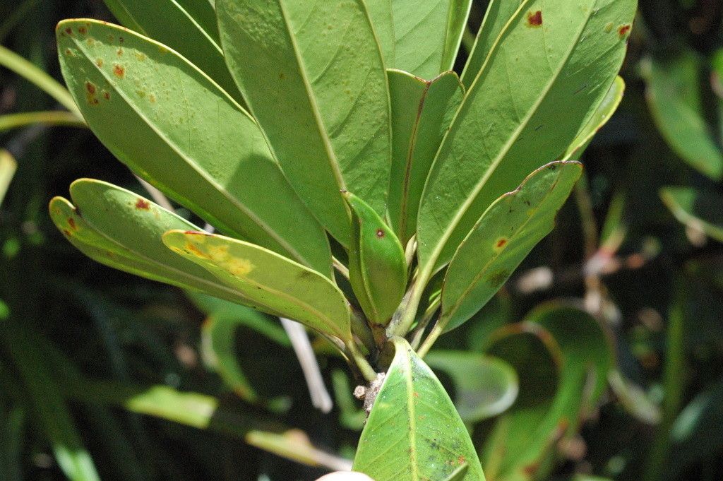 Planchonella ulfii habit
