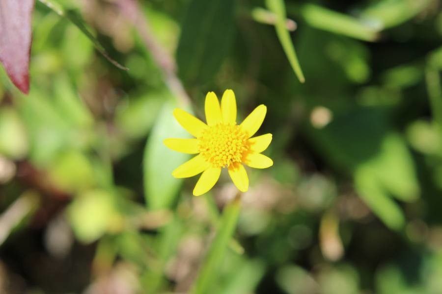 Lasthenia californica — houseplant care guide