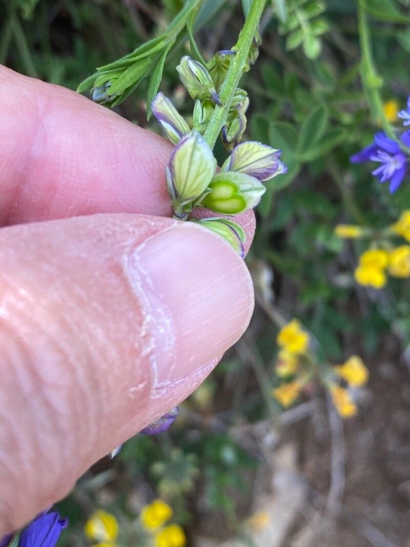 Polygala vulgaris fruit