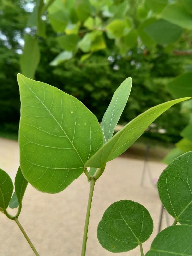 Erythrina lysistemon leaf
