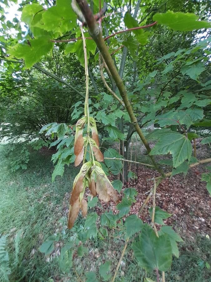 Acer acuminatum fruit