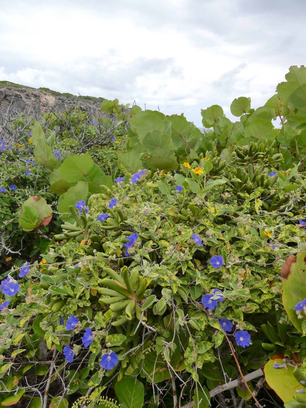 Jacquemontia cumanensis habit