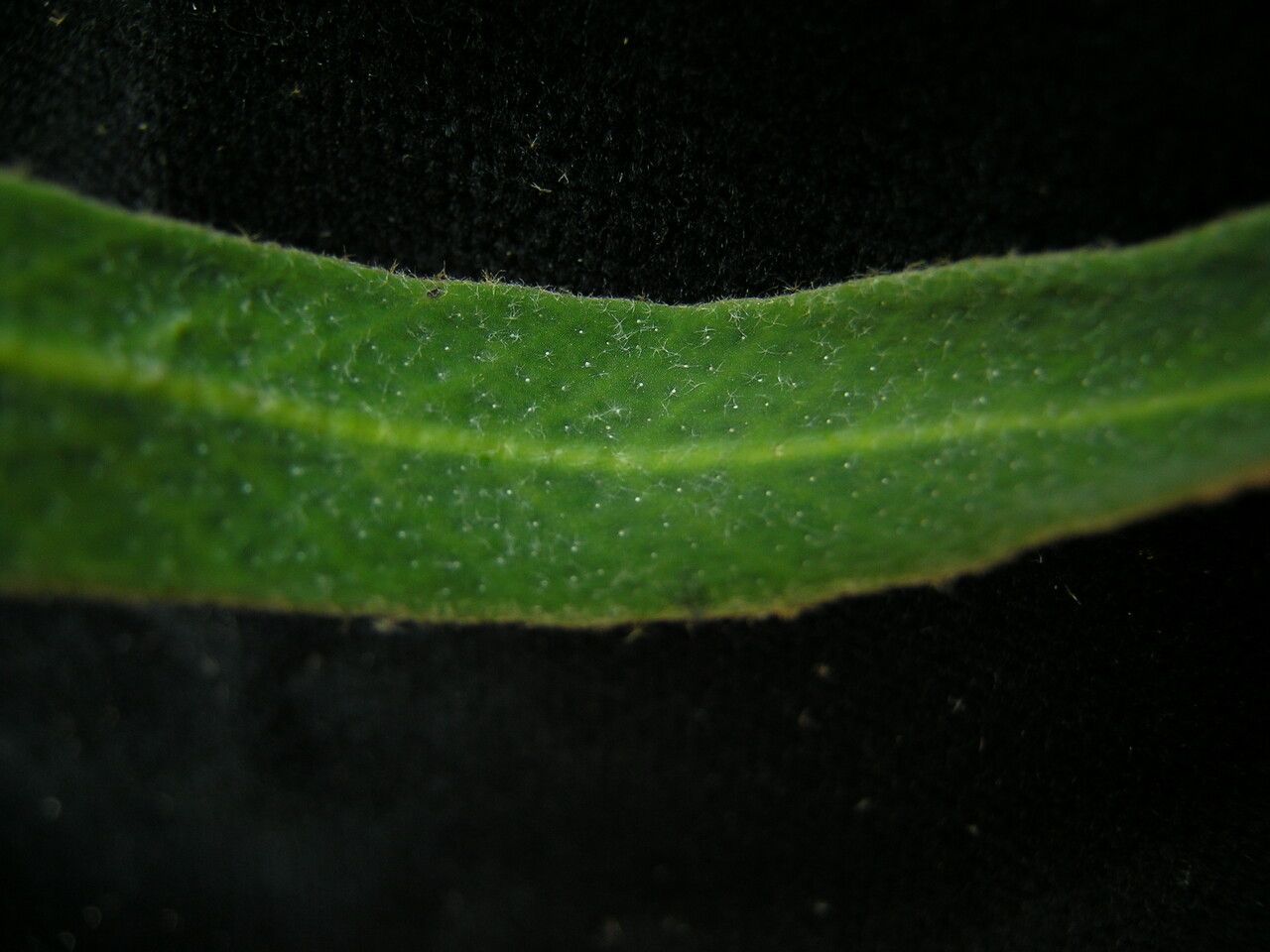 Pyrrosia stenophylla habit