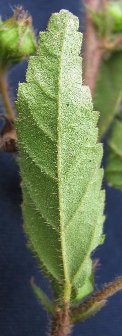 Sida hyssopifolia — houseplant care guide