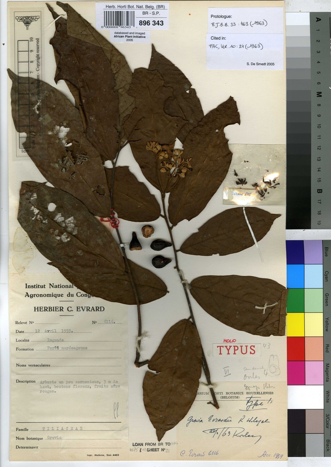 Grewia evrardii — houseplant care guide